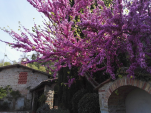 I giardini di Lapo di Lapo Bacci giardiniere a Firenze e Prato10