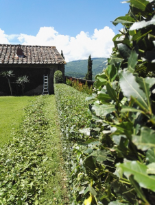 I giardini di Lapo di Lapo Bacci giardiniere a Firenze e Prato3