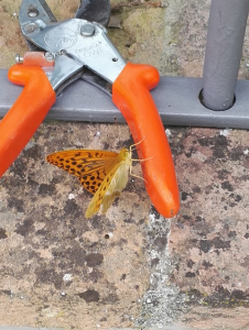 I giardini di Lapo di Lapo Bacci giardiniere a Firenze e Prato4