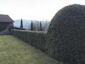I giardini di Lapo di Lapo Bacci giardiniere a Firenze e Prato9
