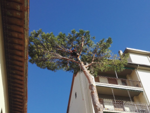 abbattimento alberi a Firenze