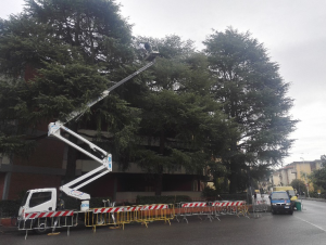 Potatura alberi a Firenze: affidati a Lapo Bacci. Interventi periodici o straordinari su piante di vario fusto. Valorizzare l'albero per valorizzare l'ambiente!