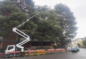 Potatura alberi a Firenze: affidati a Lapo Bacci. Interventi periodici o straordinari su piante di vario fusto. Valorizzare l'albero per valorizzare l'ambiente!