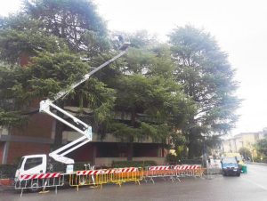 Potatura alberi a Firenze: affidati a Lapo Bacci. Interventi periodici o straordinari su piante di vario fusto. Valorizzare l'albero per valorizzare l'ambiente!