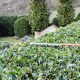 Giardiniere a Firenze: Lapo Bacci si occupa di occupa di progettazione e realizzazione di giardini e spazi verdi, manutenzione di aree verdi e terrazzi, impianti di irrigazione, potatura ed abbattimento alberi.