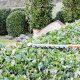 Giardiniere a Firenze, Lapo Bacci si occupa di progettazione spazi verdi, manutenzione giardini, realizzazione impianti di irrigazione e molto altro.