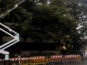 Potatura alberi a Firenze: affidati a Lapo Bacci. Interventi periodici o straordinari su piante di vario fusto. Valorizzare l'albero per valorizzare l'ambiente!